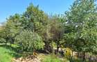 Casa 3 camere, 129mp, zona Viisoara , teren 1240mp - 13