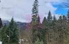 Vila de vanzare in Sinaia - Zona Cumpatu - 7