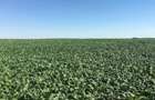 Vand teren agricol 103 ha compact in Judetul Timis - 4