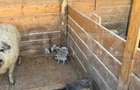 Ferma mica de animale – porci Mangalita & gaini de curte - 3