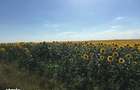 Vand 116 HA teren agricol in judetul Arad - 4