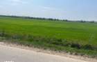 Teren de 5600 mp, în Ciocănești - 4