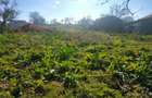 Construibil 2000mp intre case desc18m Topolog Tulcea - 6