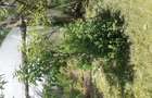Vind Casa in Ocolis Maramures str.Culturii nr.110 - 2
