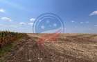 Teren intravilan 5087 mp de vânzare – Pielești - 3