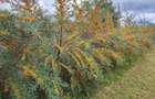 Vand plantatie de catina ecologica pe rod - 3