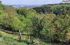 Teren INTRAVILAN 7000 mp | Baile Sarate, Turda | UTILITA?I | Priveli?te Superba | Deschidere 32 m - 2