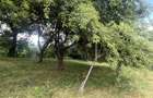 GRADINA BUNICII DE ODINIOARA,DE VANZARE -PAPAUTI,COVASNA. - 5