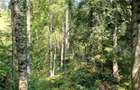 Teren in judetul Suceava, comuna Pojorata