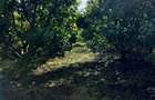 Vand teren intravilan - 4