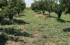 Sat Vartopu, oras Corabia, judetul Olt - 2