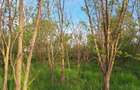 Teren cu planta?ie in regim propriu de salcam ?i stejar - 2