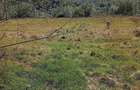 Vand casa + teren 5500mp Cacica, Jud. Suceava - 4