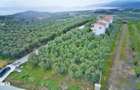 Complex exclusivist cu 3 vile individuale in Paralia Ofriniou Grecia - 5