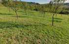 Livada tanara de vanzare - 5