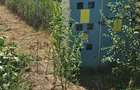 Teren 8000 mp intravilan rezidential Adunatii Copaceni (M... - 3