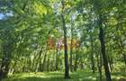 BALTA 15 ha si p #259;dure de plop #537;i stejar 14,5 ha 295.000 mp Dr #259;g #259;ne #537;t