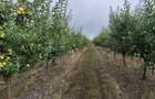 Vand ferma pomicola 12 hectare