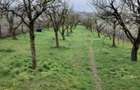 Teren 2.000 mp in Dezmir | Livada cu 100 pomi fructiferi | Fantana - 6