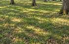 Vânzare teren extravilan pădure+ Pășune 17 000 mp Covasna - 10