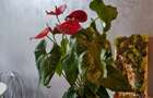 Inchiriez apartament cu trei camere - 7