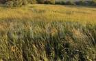 Teren intravilan 1648 mp, front 17 ml, zona Plopeni - Suceava - 1
