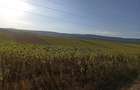 Teren extravilan , arabil 5.400 mp situat la marginea padurii Santa . - 6