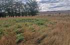 Teren intravilan de 1508 mp cu utilitati - Ianova - 6