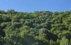 Vand teren intravilan Coas Maramures - 4