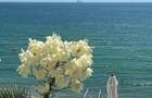 Exclusivitate-Eforie Nord,ap. 2 camere, parter, mobilat,curte proprie 23mp,boxa - 16