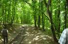 Padure 9 ha. Negresti - Vaslui