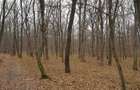 Padure 9 ha. Negresti - Vaslui