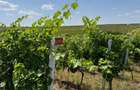 Vand teren vie in Maderat, jud Arad - 6
