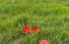 Teren 1Decembrie ._LDL