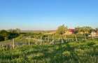 Teren de 3100 mp, în Bălțați - 5