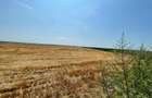 Vand teren agricol 103 ha compact in Judetul Timis
