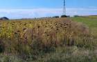 Vand teren intravilan Suceava 3100 mp zona Tarinca - Burdujeni Sat