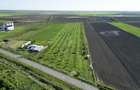 Livada de nuci ?i pruni 2.4ha in Varia?u Mare - 6