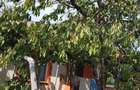 Casa 3 camere - Lazu | Teren 600 mp - 1