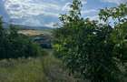 Livada nuci Fernor matura, planta?ie intensiva, iriga?ie + fantana, Salaj