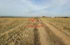 Teren intravilan in Baicoi zona targului--10.000mp--5e - 6