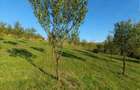 Livada tanara de vanzare - 3