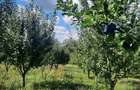TEREN EXTRAVILAN 6.700 MP Miclosanii Mari, Dambovita | Potential pentru INVESTITIE TURISTICA