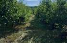 Vand teren intravilan - 8