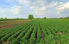Teren mixt de vanzare, 4720 mp, acces asfaltat - 1