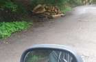 Vand sau schimb padure in Baia Mare - 3