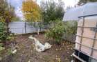 Casa Holboca Dancu 6 camere/ 560 mp teren !