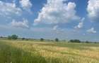 Vanzare teren intravilan Cernica_Tanganu, lot 954mp - 7
