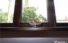 Apartament 2 camere central Brasov - 1