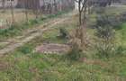 vand casa cu gradina - 4